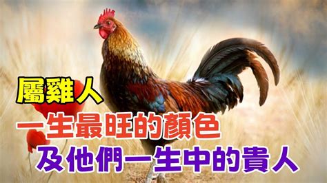 屬雞適合的顏色|屬雞人注意：這些顏色助你旺